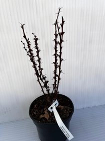 Dekoratyvinis krūmas, raugerškis tunbergo "Helmond Pillar", vazonas 2 l.