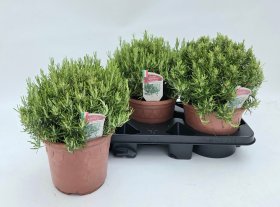 Prieskoninis augalas, rozmarinas, vazonėlio skersmuo 18 cm.