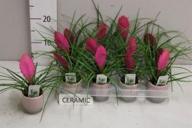 Kambarinis augalas, tilandsija, keraminiame vazonėlyje, skersmuo 7 cm.