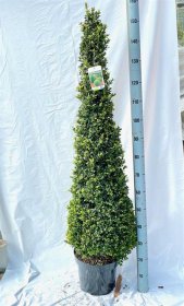 Dekoratyvinis krūmas, buksmedis "Piramidė", vazonėlio skersmuo 29 cm.