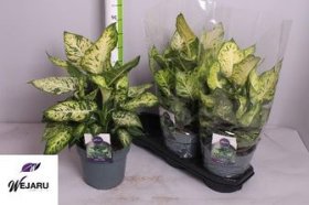 Kambarinis augalas, difenbachija "Sublime", vazonėlio skersmuo 19 cm.