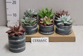 Kambarinis augalas, kalvorė (surfinija), keraminiame vazonėlyje, vazonėlio skersmuo 11 cm.