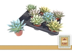 Kambarinis augalas, kalvorė "Miranda Gem", vazonėlio skersmuo 9 cm.