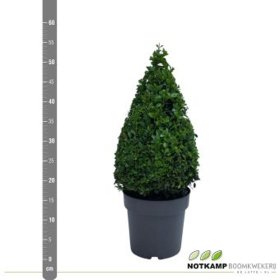 Dekoratyvinis krūmas, paprastasis buksmedis, piramidės formos, pilkame vazone, augalo aukštis 35 - 40 cm.