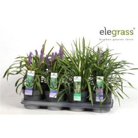 Žolinis augalas, laibūnė žydrinė, vazonėlio skersmuo 14 cm.