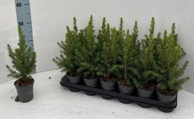 Kalėdinė eglutė (Picea), vazonėlio skersmuo 9 cm.