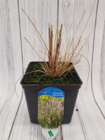 Žolinis augalas, soruolė pašiaušėlinė "Lady U", vazonas 3 l.