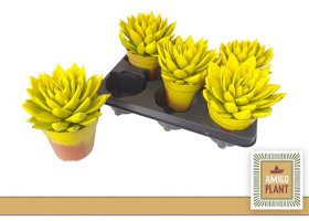 Kambarinis augalas, kalvorė "Miranda Yel", vazonėlio skersmuo 12 cm.