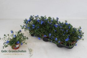 Daugiametė gėlė, glandora, vazonėlio skersmuo 10 cm.