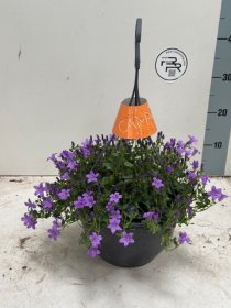 Daugiametė gėlė, katilėlis "Portenschlagian", vazonėlio skersmuo 25 cm.