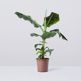 Kambarinis augalas, bananmedis (žemaūgis), vazonėlio skersmuo 21 cm.