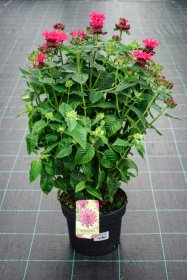 Daugiametė gėlė, monarda, vazonas 2 l.