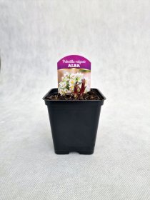 Daugiametė gėlė, šilagėlė "White", vazonėlio skersmuo 9 cm.