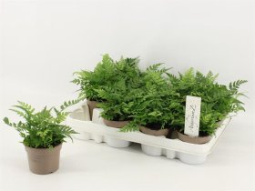 Kambarinis augalas, blužniapapartis paprastasis, vazonėlio skersmuo 9 cm.