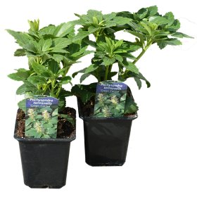 Šliaužiantis augalas, viršūnžiedė mietveinė, vazonėlio skersmuo 9 cm.