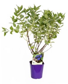 Vaiskrūmis, kamčiatkinis sausmedis, įvairios veislės, vazonėlio talpa 2 l.