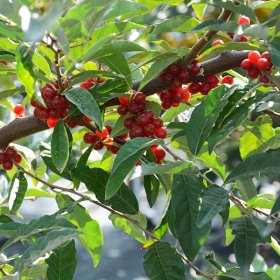Vaiskrūmis, žilakrūmis skėtinis, vazonas 2 l.
