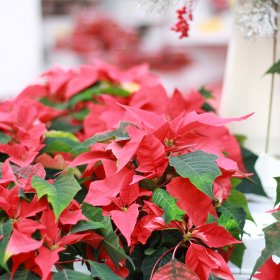 Kambarinis augalas, puansetija, vazonėlio skersmuo 12 cm., aukštis 15 cm.