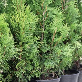 Lauko augalas, Tuja Brabant, auginta vazonėlyje, vazonėlio skersmuo 17 cm.