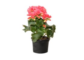 Lauko gėlė, Begonija SOLENIJA, vazonėlio skersmuo 12 cm.