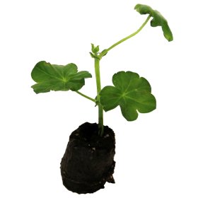 Gėlių daigelis, kompaktinės pelargonijos