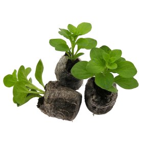 Gėlių daigelis, surfinijos