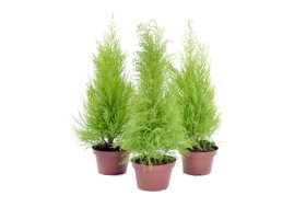 Lauko augalas, puskiparisis Lausono Ellwoodii