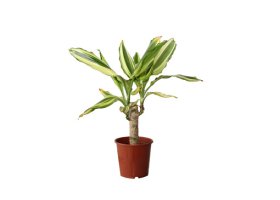 Vidaus augalas, kvapioji dracena Massangeana, skersmuo 11 cm.