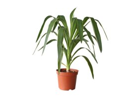 Vidaus augalas, juka, skersmuo 14 cm.