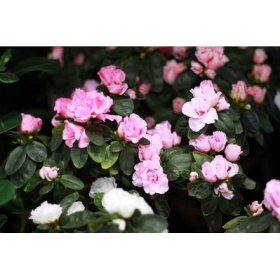 Dekoratyvinis krūmas, rododendras (įvairios veislės), vazonas 3 l.