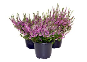 Vienmetė gėlė, viržis, vazonėlio skersmuo 10 cm.