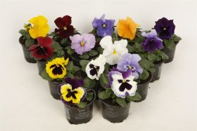 Vienmetė gėlė, našlaitė, vazonėlio skersmuo 10 cm.