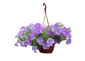 Vienmetė gėlė, svyranti stambiažiedė surfinija, vazonėlio skersmuo 21 cm.