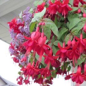 Lauko gėlė, svyranti FUKSIJA, vazonėlio skersmuo 21 cm.