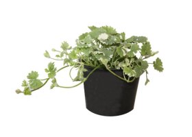 Daugiametė gėlė, glechoma (svyranti), vazonėlio skersmuo 10 cm.