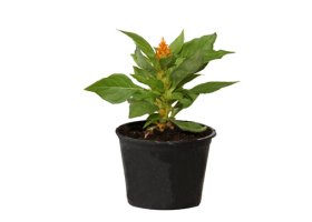 Vienmetė gėlė, krūminė celiozija, vazonėlio skersmuo 10 cm.