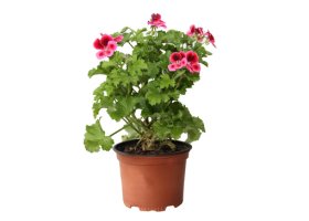 Vienmetė gėlė, krūminė pelargonija, tamsiai rožinė