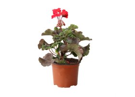 Vienmetė gėlė, krūminė pelargonija, raudona