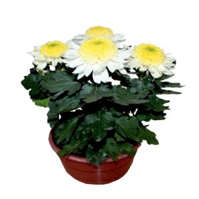 Vienmetė gėlė, chrizantema "Karališka", įvairios žiedų spalvos ir formos, dubenėlio skersmuo 19 cm.