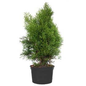 Lauko augalas, tuja "Smaragd", konteineris 2 l, aukštis 50-70 cm.