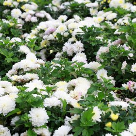 Vienmetė gėlė, chrizantema, vazonėlio skersmuo 12 cm.