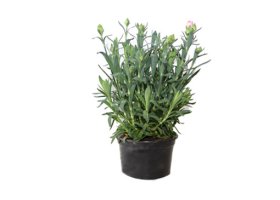 Daugiametė gėlė, gvazdikas, vazonėlio skersmuo 12 cm.
