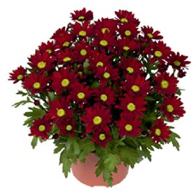 Chrizantema rudeninė dubenėlyje, vidutinė, T16