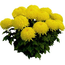 Vienmetė gėlė, chrizantema (karališka), dubenėlio skersmuo 23 cm.