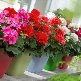 Vienmetė gėlė, pelargonija (svyranti), pilnavidurė, vazonėlio skersmuo 19 cm.