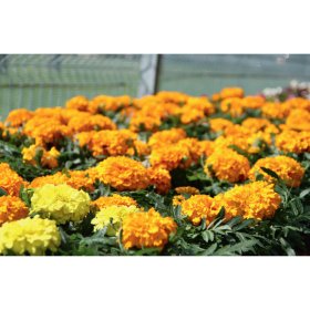 Vienmetė gėlė, serentis stambiažiedis, vazonėlio skersmuo 12 cm.