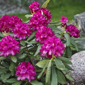 Dekoratyvinis krūmas, rododendras "Nova zembla", vazonas 5 l.