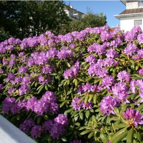 Dekoratyvinis krūmas, rododendras "Catawbiense Grandiflorum", vazonas 5 l.