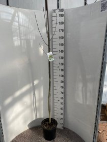 Dekoratyvinis medis, pupmedis "Vossii", vazonėlio skersmuo 28 cm.