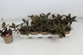 Kambarinis augalas, orchidėja "Ludisia Discolor", vazonėlio skersmuo 12 cm.